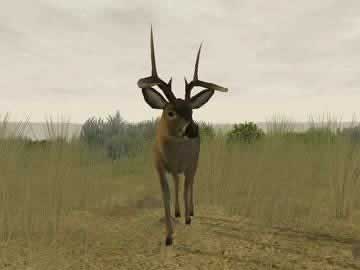 deer hunter pc game free